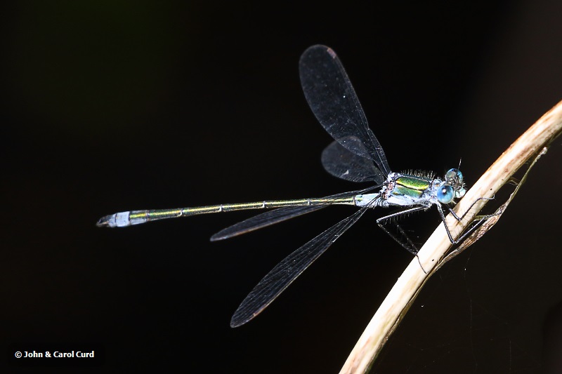 J17_2370 Lestes sponsa male.JPG